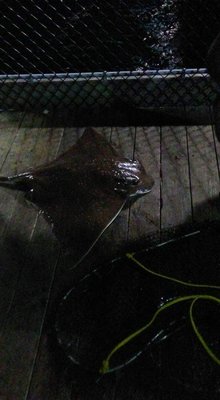 My husband caught a stingray!