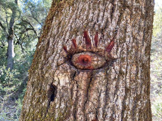 Ever get the feeling you are being watched while hiking?