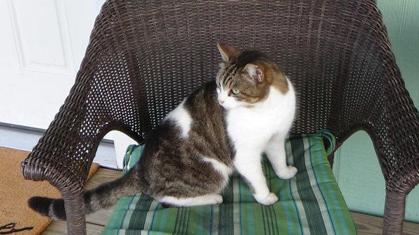 Our porch cat guarded us through our visit.  Also helped us dispose of some bologna.