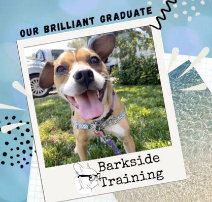 Barkside Behavior and Training