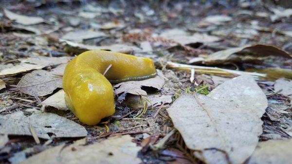 We found this little guy (or girl) on our trail.