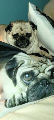 Sheila Bean is my two year old Pug she loves the staff at Lashley Animal Hospital!