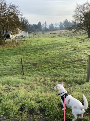 Our dog enjoying the beautiful pasture vistas!