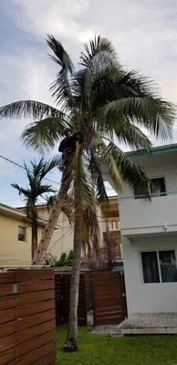 Coconut palm tree being trimming