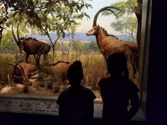 Museum of Natural History