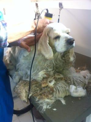 @tlcpetproducts hot spot oil treatment for this guy #losangeles #mobilepetgrooming #organic #petcare