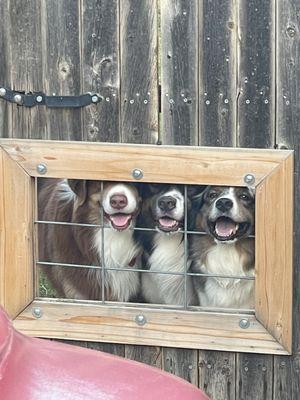 Three Australian Shepherds at the gate.