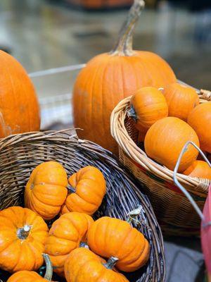 Variety of pumpkins