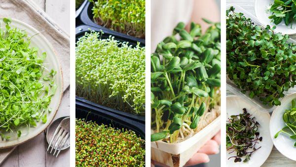 Hearty Leaf Microgreens