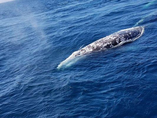 Grey whale during their annual  migration Jan-April