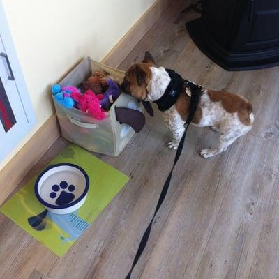 Nino wants I let peeps and pups know that this place has the best toy box.