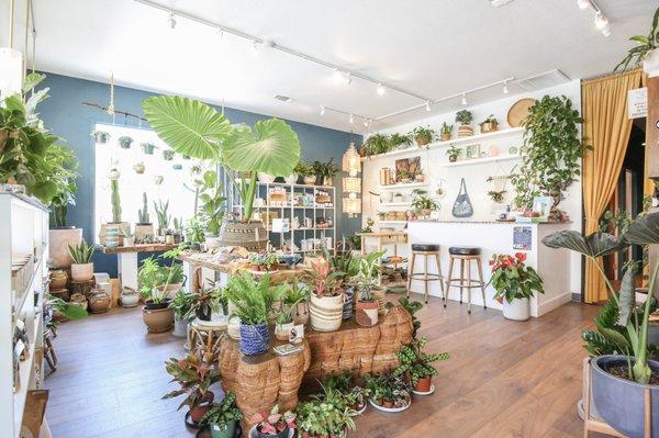 Open the door and step into this. An oasis filled with local tinctures, massage tools, herbal supplementation and plants.