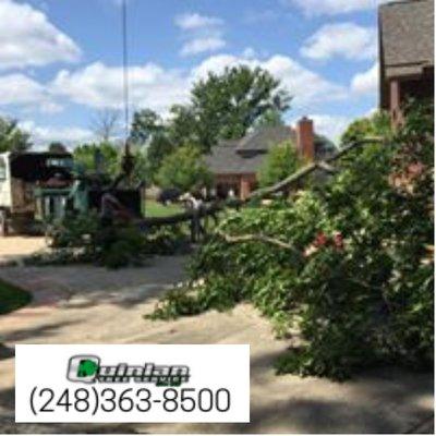 Storm Damaged Tree Removal.