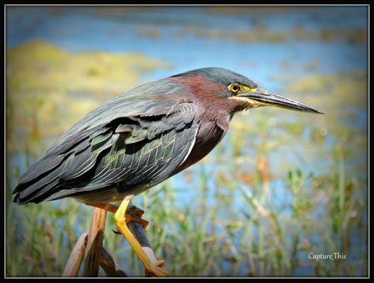 Tri - Colored Heron seen at Glen Oaks. (Photo by Todd.G)