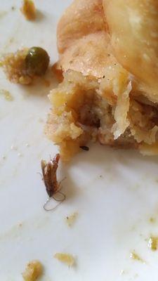 Roaches in samosas.