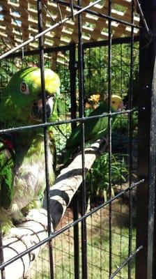 Our Amazon ladies, taking in nature in the aviary