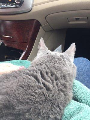 Happy kitty going home