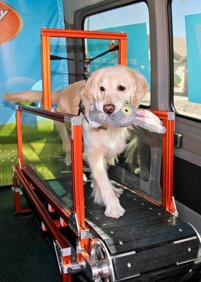 Star cooling down with her toy reward