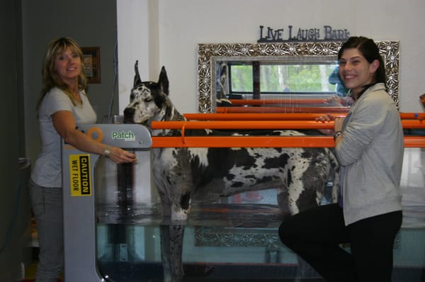 Truman, a Great Dane is recovering from a TLPO surgery and loves walking in the underwater treadmill. He gets stronger everyday,