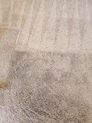 Carpet Cleaning Before/After