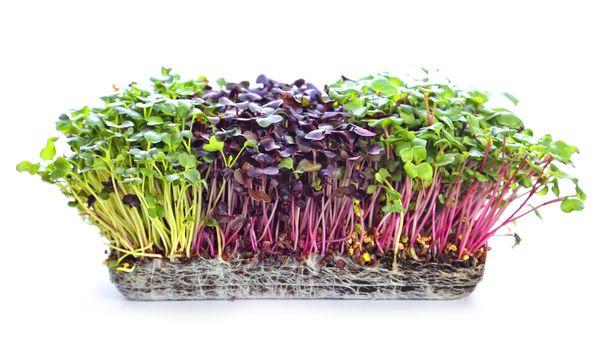 (from left to right) Daikon Radish Microgreens, Rambo Radish Microgreens, Triton Purple Radish Microgreens