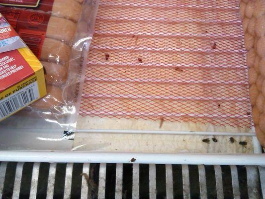 Dead flies in meat cooler!