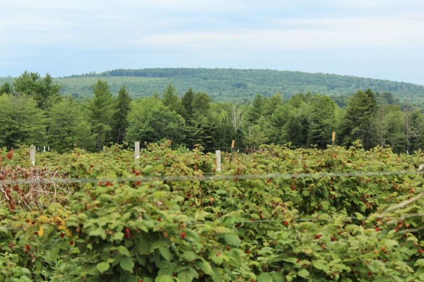 Raspberries