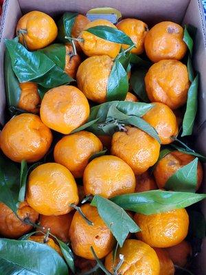 Premium grade, pesticide free satsuma mandarins