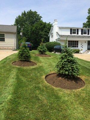 Planting shrubs and edging