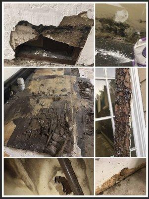 More mold and decay