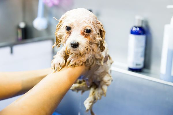 Dog Bath and Dog Grooming Services