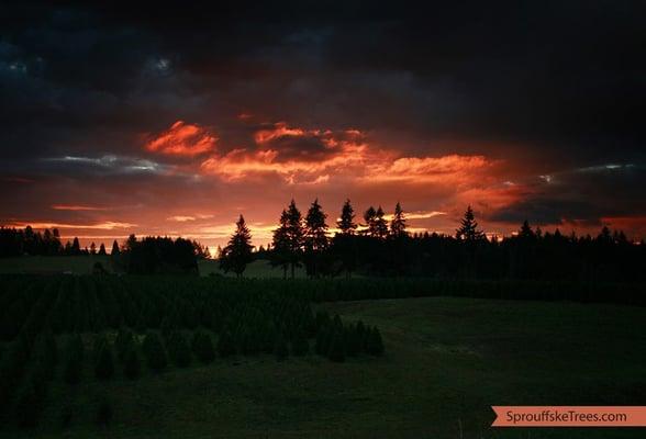 Sunrise over the Douglas Fir and Grand Fir.