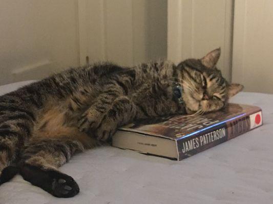 A good book does it every time. Zzzzzz!