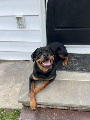 Meet Mack! He is an 8 month old Rottweiler with the cutest smile and so much energy to show off!