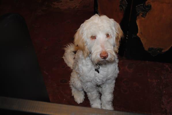 Shop Dog, "Bravo" the Goldendoodle