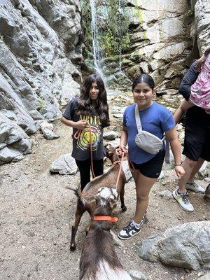 Hello Critter Goat Yoga