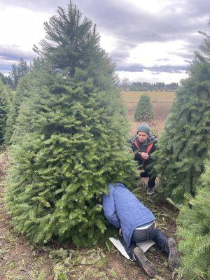 Cutting our Christmas tree