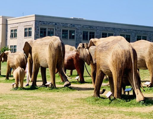 The Great Elephant Migration Exhibit at Salve Regina University.