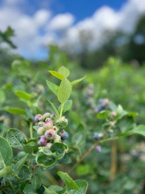 Lyna Berry Farm