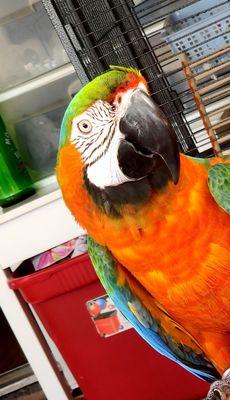 Hi. I'm George. I am a Harlequin Macaw.