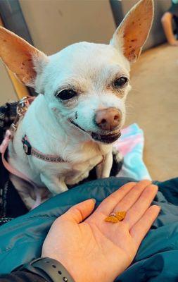 Pinkie earring some pumpkin snacks after her visit with Dr. Lax