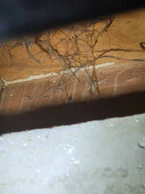 While treating for Spiders we found termite activity in this clients basement.