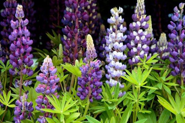 Lupine