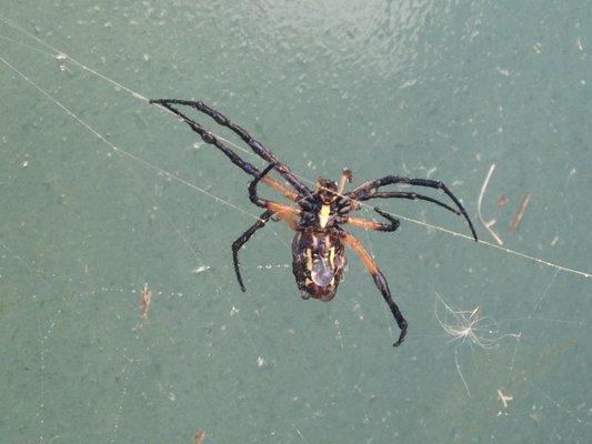 Garden spider