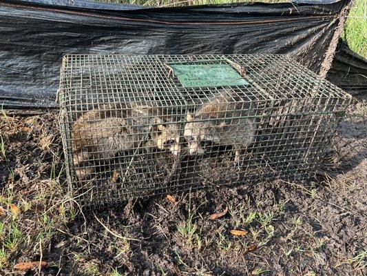 Professional raccoon removal.