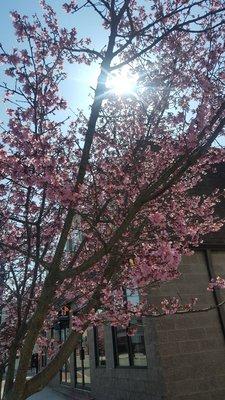 The streets are lined with Cherry blossoms!