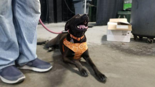 Ebony with her new harness.