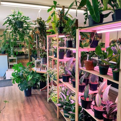 Common to rare houseplants, hand selected by the owner, available always!