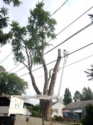 Removing a very large tree in Allentown PA