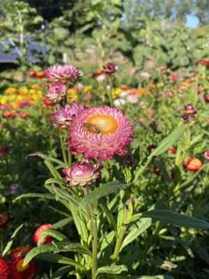 Happy bee in the straw flowers